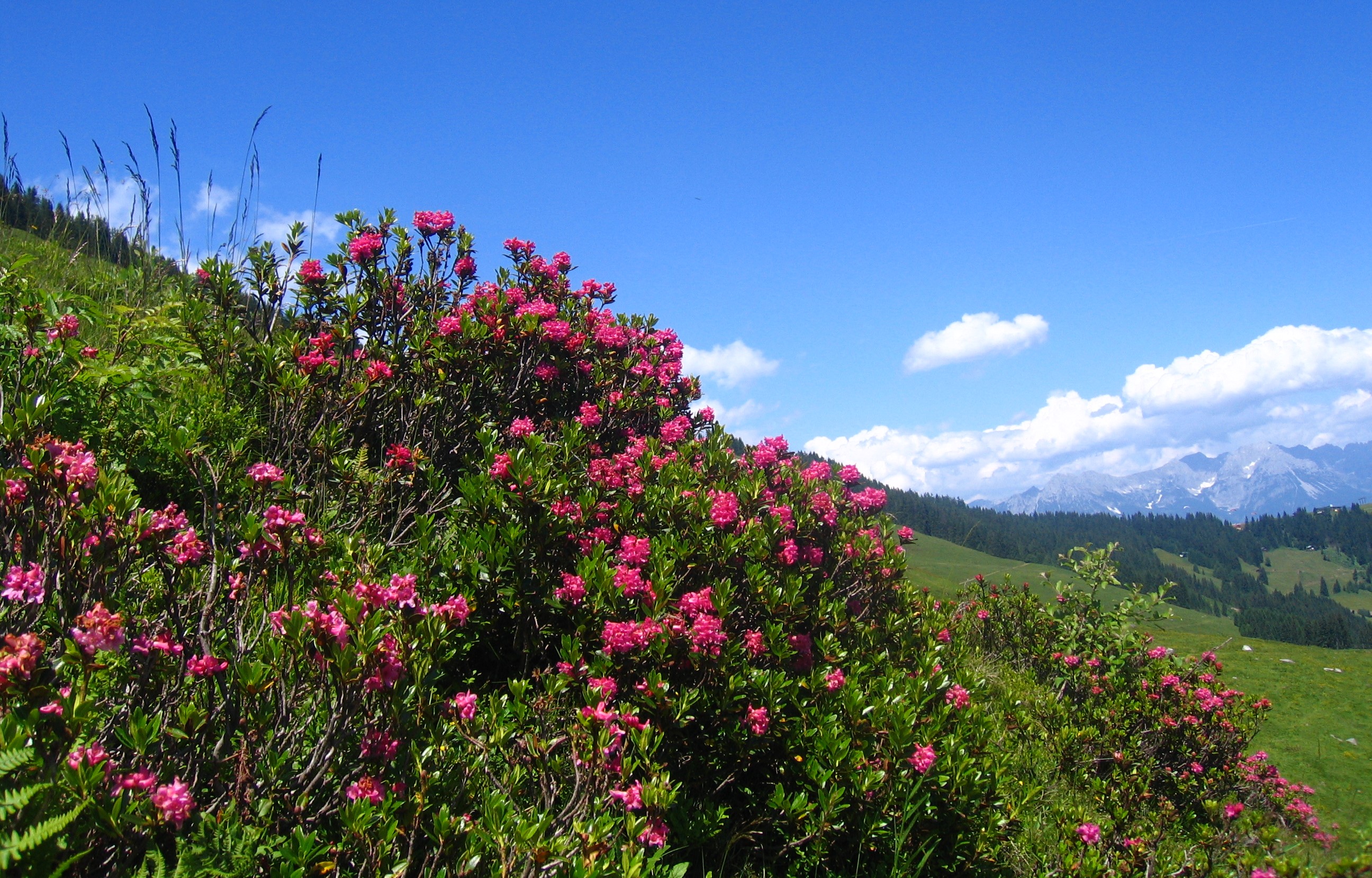 Wandergebiet Wildschönau