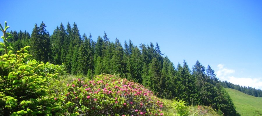 Schönangeralm Sommer Schönangeralm Sommer