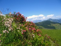 Zomervakantie Tirol