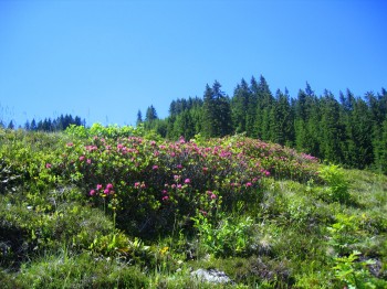 Wandern Wildschönau